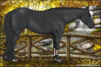 Horse Color:Black 