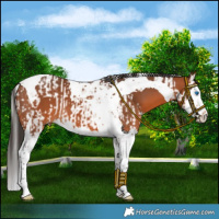 Horse Color:Bay Splash Tobiano and Bay Splash Tobiano