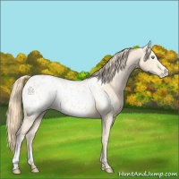 Horse Color:Perlino Appaloosa 