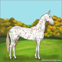 Horse Color:Chestnut Appaloosa 