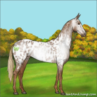 Horse Color:Gray Chestnut Near Leopard 