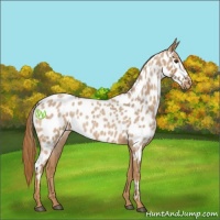 Horse Color:Red Roan Near Leopard 