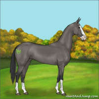 Horse Color:Grullo Splash 