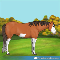 Horse Color:Bay Splash Frame 