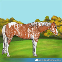 Horse Color:Bay Splash Tobiano  and Silver Bay Splash Tobiano 
