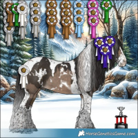Horse Color:White Spotted Silver Brown Dun Splash Tobiano  and White Spotted Buckskin Splash Tobiano 