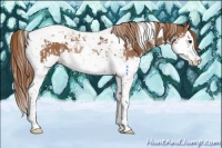 Horse Color:Chestnut Splash Tobiano  and Chestnut Splash Tobiano 