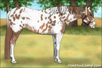 Horse Color:Chestnut Splash Tobiano and Chestnut Splash Tobiano Appaloosa