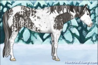 Horse Color:Black Splash Tobiano  and Smoky Black Splash Tobiano 