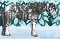 Horse Color:Black Splash Tobiano and Black Splash Tobiano Appaloosa