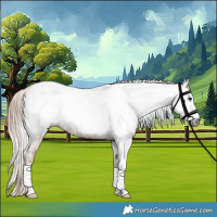Horse Color:Gray Chestnut Splash Tobiano  and Gray Chestnut Splash Tobiano 