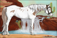 Horse Color:Chestnut Splash Tobiano  and Chestnut Splash Tobiano 