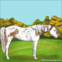 Horse Color:Chestnut Splash Tobiano  and Chestnut Splash Tobiano 