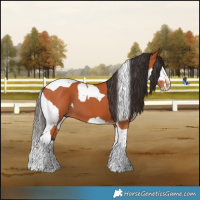 Horse Color:White Spotted Bay Splash Tobiano and White Spotted Bay Splash Tobiano