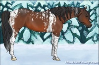 Horse Color:Bay Tobiano  and Bay Tobiano 