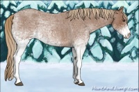 Horse Color:White Spotted Red Roan 