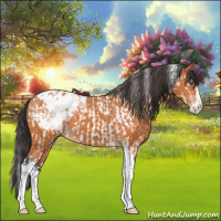 Horse Color:Bay Splash Tobiano Appaloosa  and Bay Splash Tobiano Appaloosa 