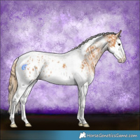 Horse Color:Chestnut Splash Tobiano  and Chestnut Splash Tobiano Appaloosa 