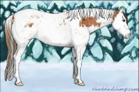 Horse Color:Chestnut Splash Tobiano  and Bay Splash Tobiano 