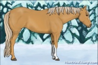 Horse Color:Palomino 