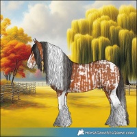 Horse Color:Bay Splash Tobiano  and Bay Splash Tobiano 