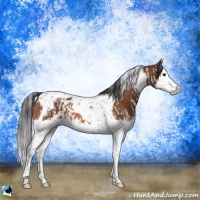 Horse Color:Bay Splash Tobiano  and Bay Splash Tobiano 