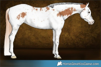 Horse Color:Chestnut Splash Tobiano  and Chestnut Splash Tobiano 