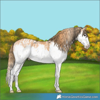 Horse Color:Black Splash Tobiano and Chestnut Splash Tobiano