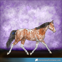 Horse Color:Bay Splash Tobiano  and Bay Splash Tobiano 