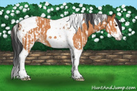 Horse Color:Bay Splash Tobiano  and Bay Splash Tobiano 