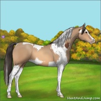 Horse Color:Bay Splash Tobiano  and Amber Champagne Splash Tobiano 