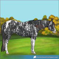 Horse Color:Chestnut Splash Tobiano  and Black Splash Tobiano 