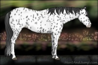 Horse Color:Blue Roan Near Leopard 