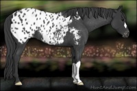 Horse Color:Blue Roan Appaloosa 
