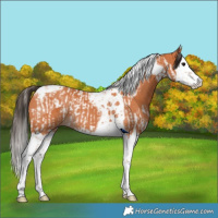 Horse Color:Bay Splash Tobiano  and Bay Splash Tobiano Rabicano 
