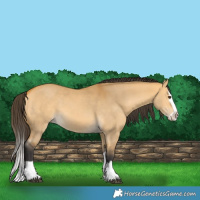 Horse Color:Buckskin Dun Splash 