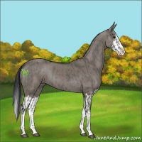 Horse Color:Grullo Sabino Splash  and Grullo Sabino Splash 