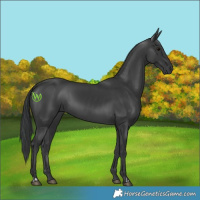 Horse Color:Black  and Black 