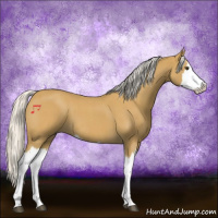 Horse Color:Silver Buckskin Roan Splash 