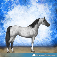 Horse Color:Blue Roan Tobiano 