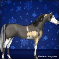 Horse Color:Buckskin Dun Sabino and Grullo Sabino Splash