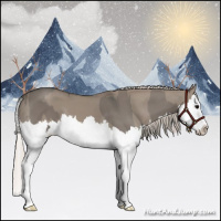 Horse Color:Grullo Sabino Splash  and Silver Grullo Sabino Splash 