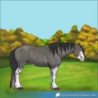 Horse Color:Grullo Sabino Splash  and Grullo Sabino Splash Rabicano 