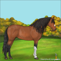 Horse Color:Bay Rabicano