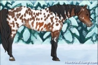 Horse Color:Bay Appaloosa 