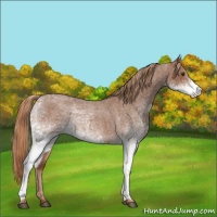 Horse Color:White Spotted Red Roan 