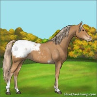 Horse Color:Chestnut Tobiano Appaloosa