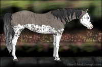 Horse Color:Grullo Sabino Splash  and Grullo Sabino Splash 