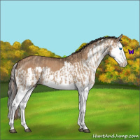 Horse Color:Red Dun Splash  and Bay Dun Splash 