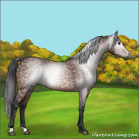 Horse Color:Gray Bay 